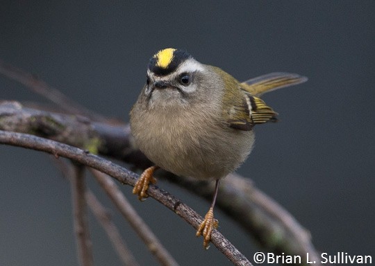 Photos - Golden-crowned Kinglet - Regulus satrapa - Birds of the World