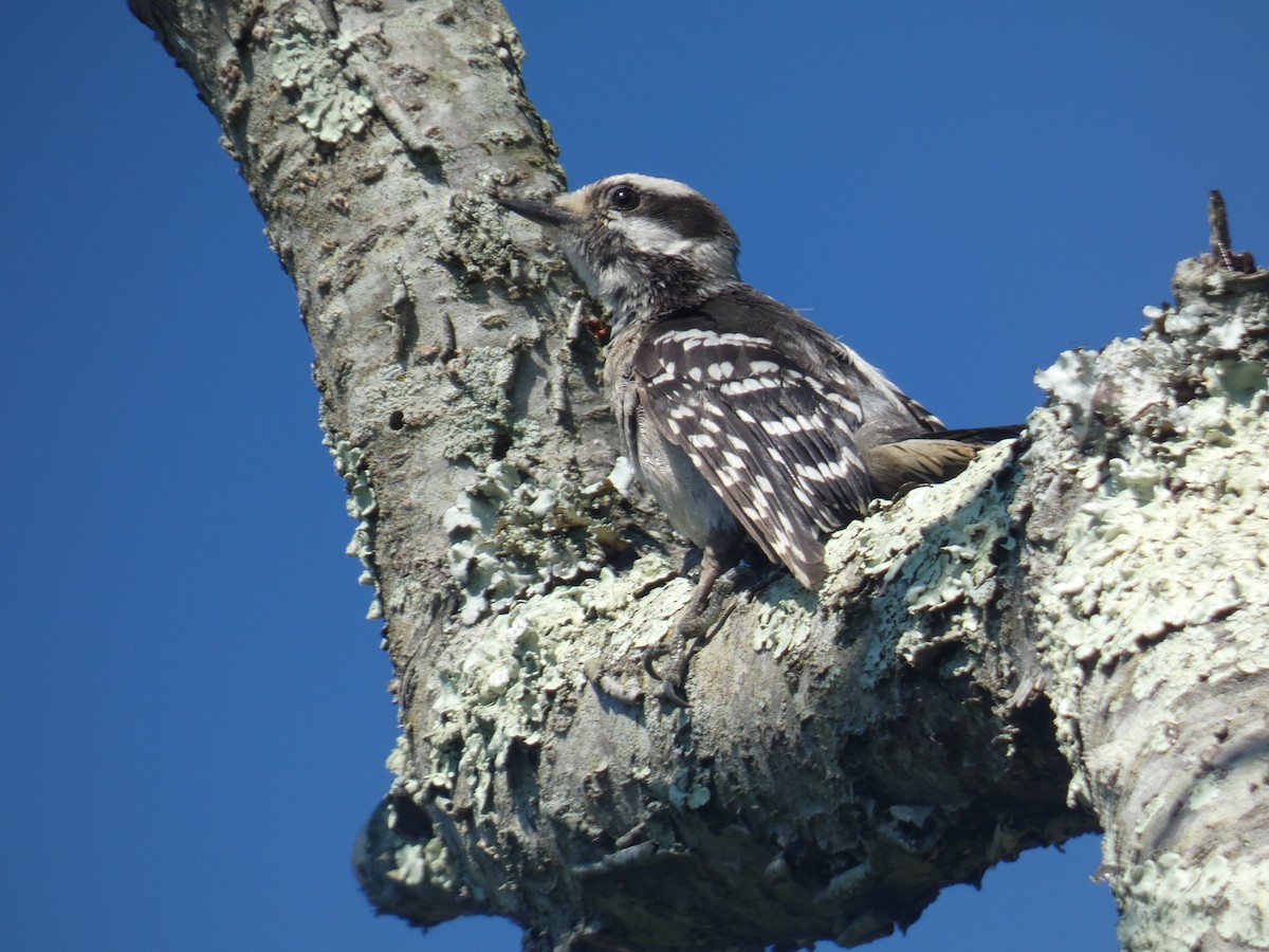 Downy Woodpecker - Alejandro Naranjo Sandoval