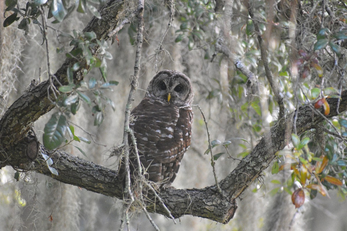 Barred Owl - ML249200761