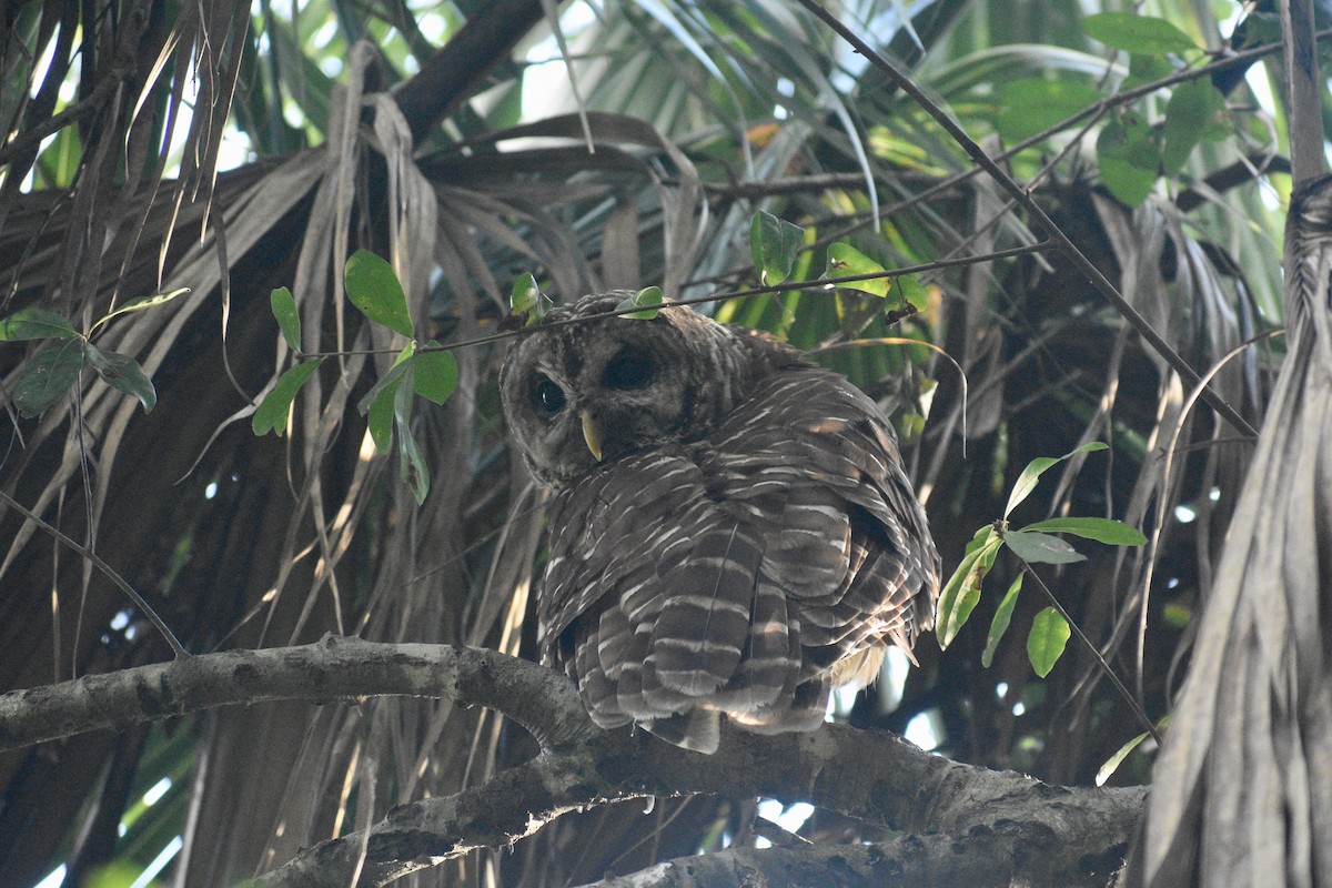 Barred Owl - ML249200771