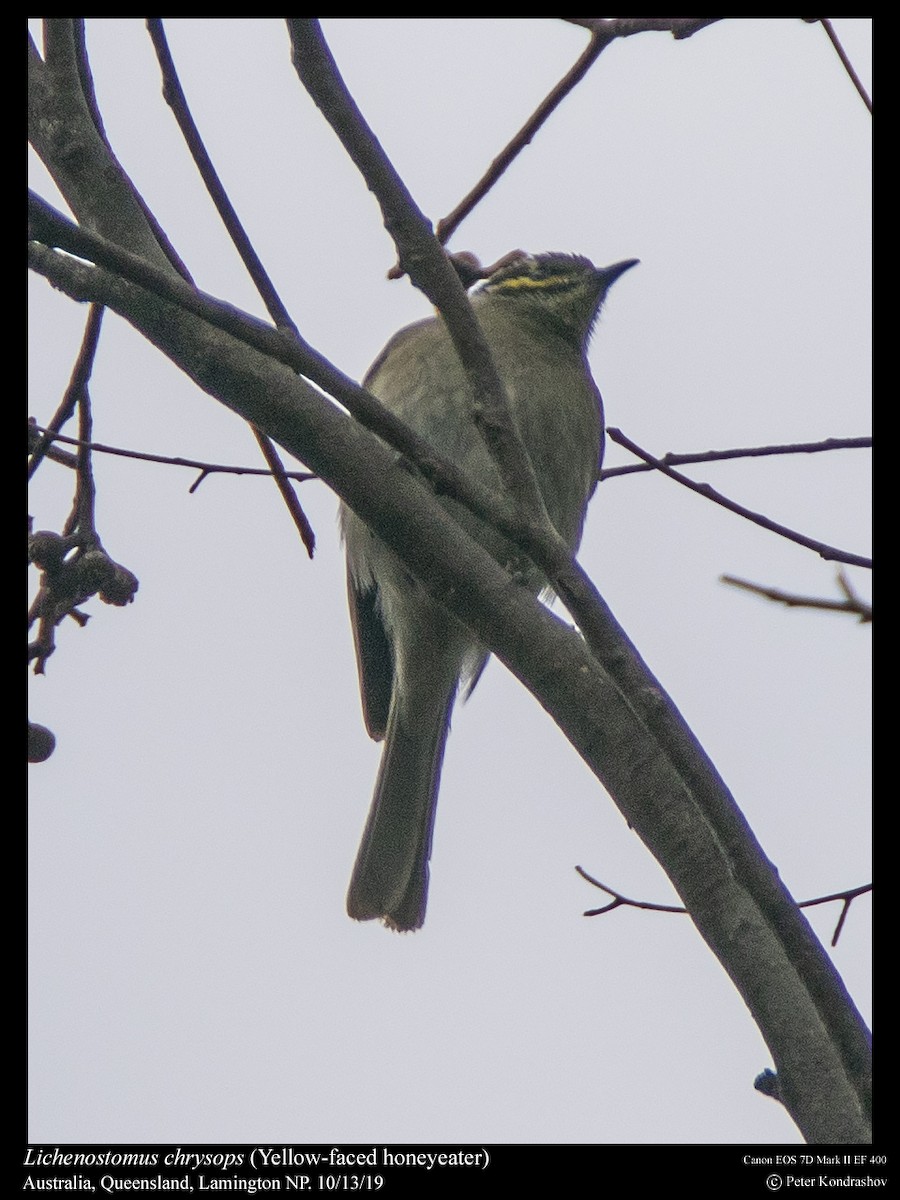 Yellow-faced Honeyeater - ML249201971