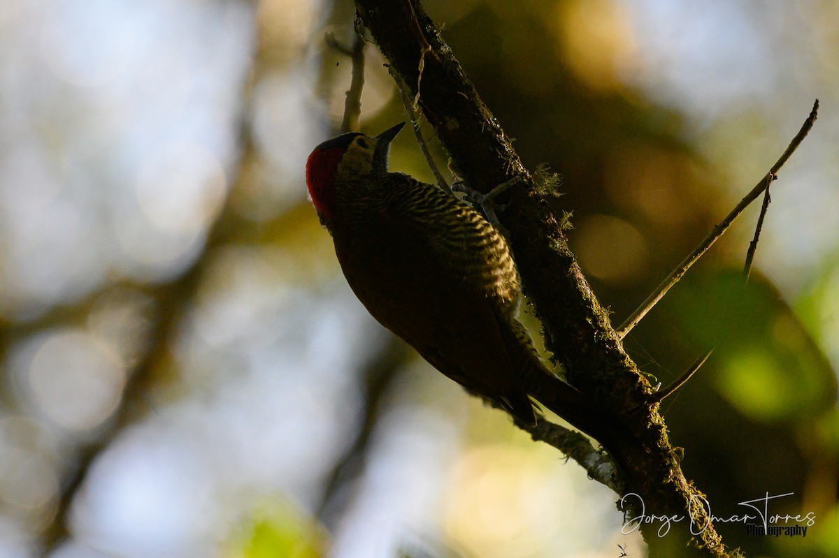 Golden-olive Woodpecker - ML249202001