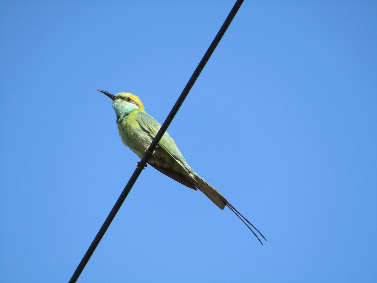 Asian Green Bee-eater - ML249202231