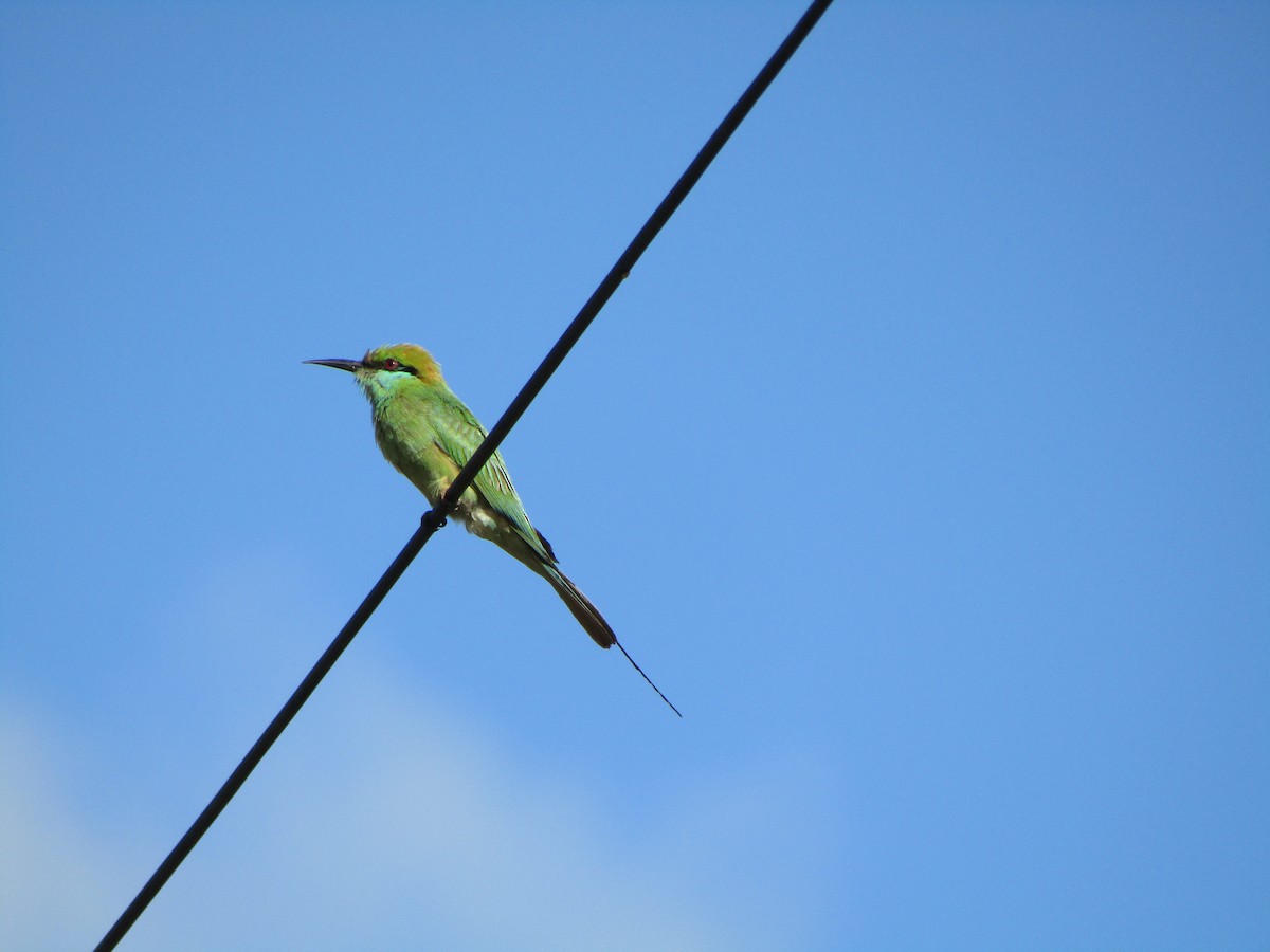 Asian Green Bee-eater - ML249202241