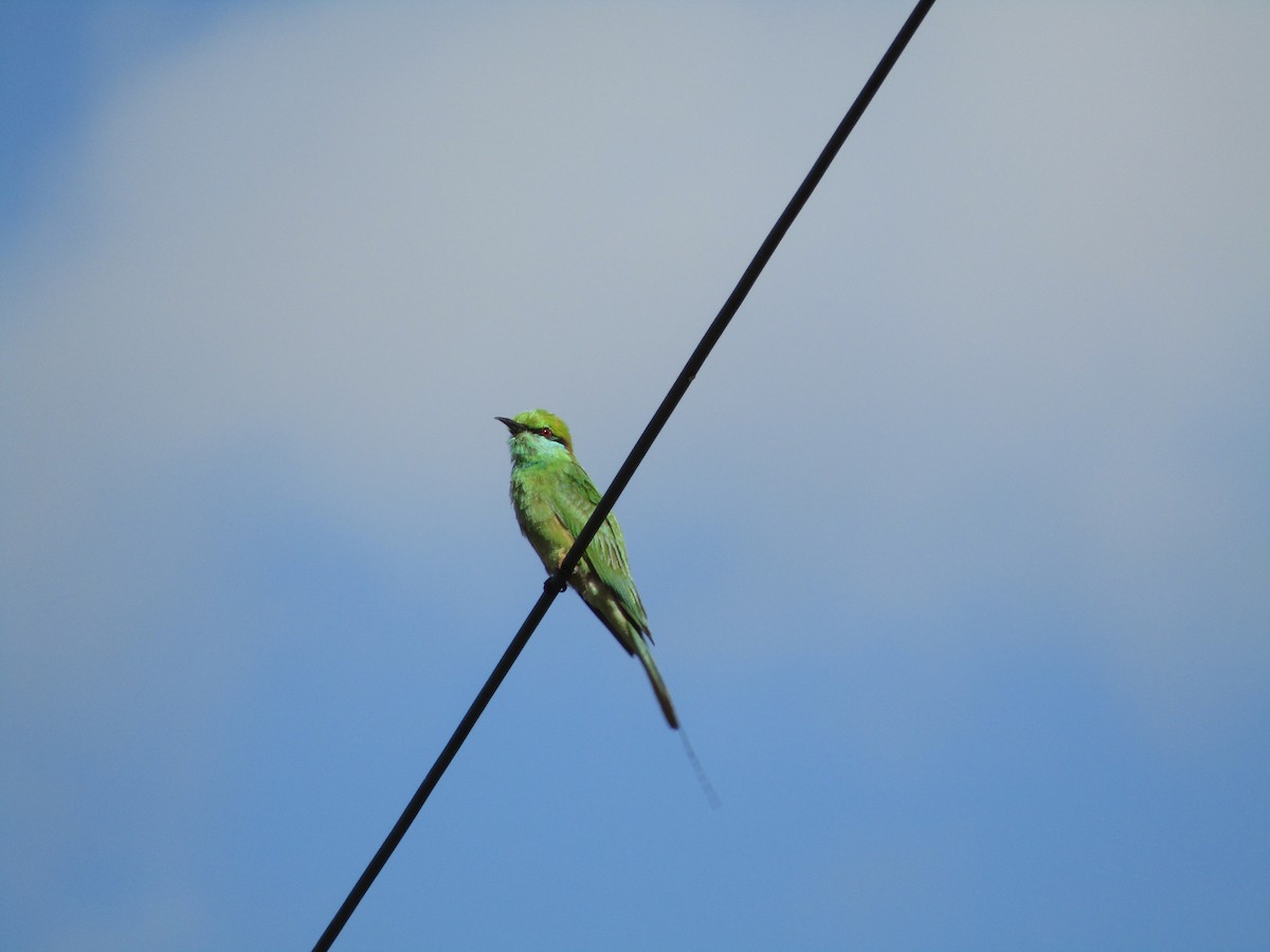 Asian Green Bee-eater - ML249202261