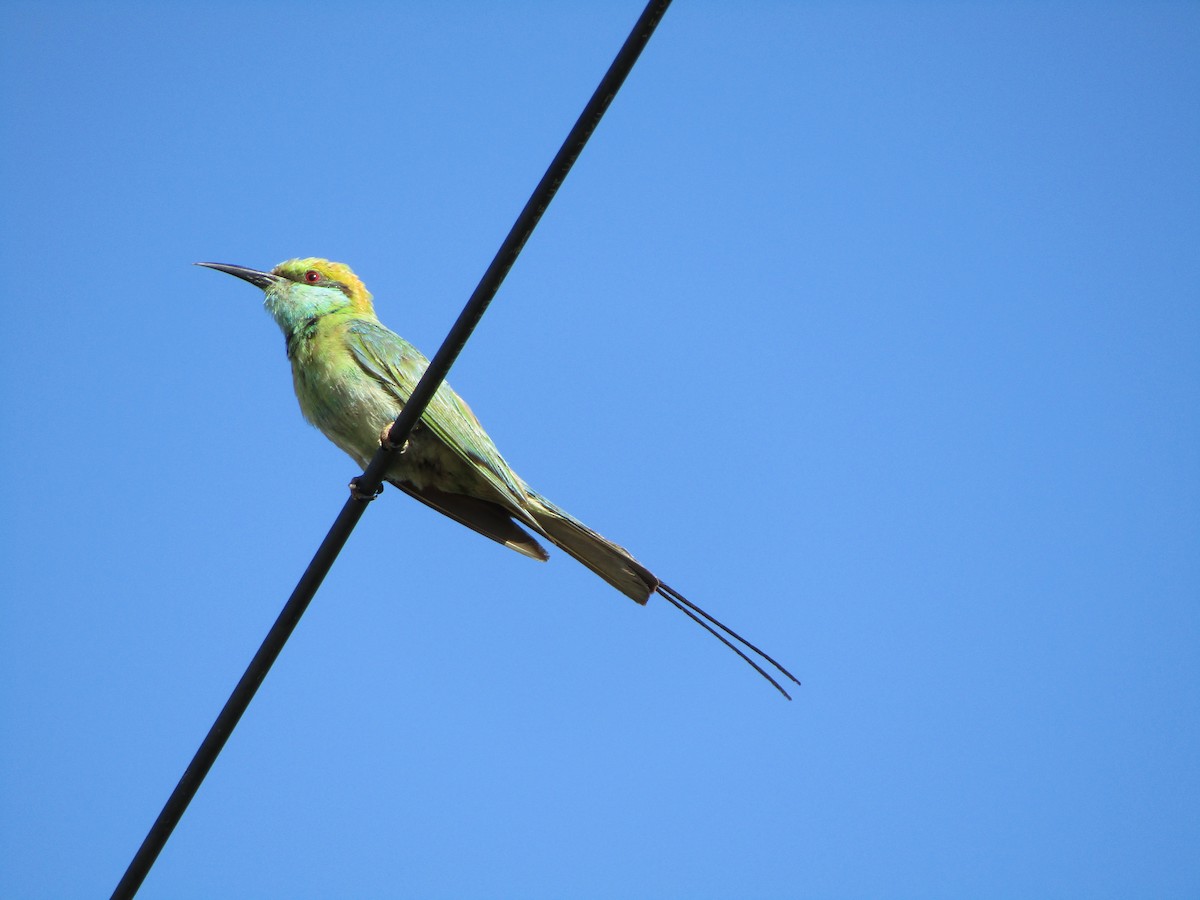 Asian Green Bee-eater - ML249202281