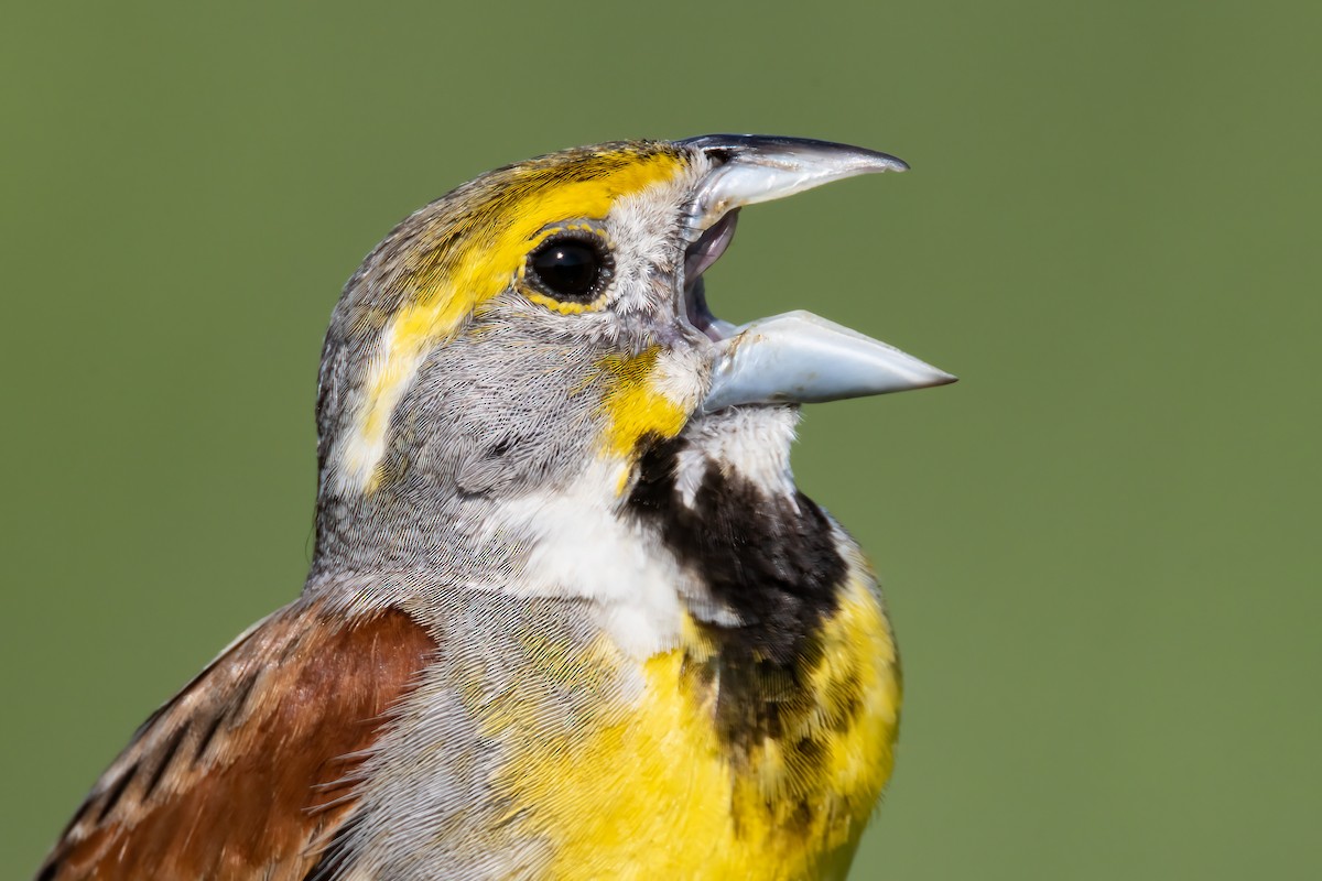 Dickcissel d'Amérique - ML249203531