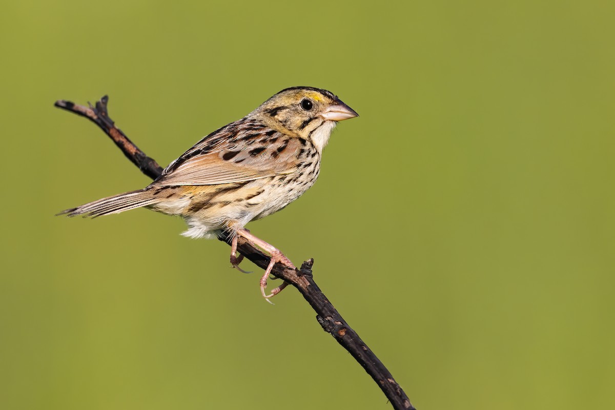 Henslow's Sparrow - Ryan Sanderson