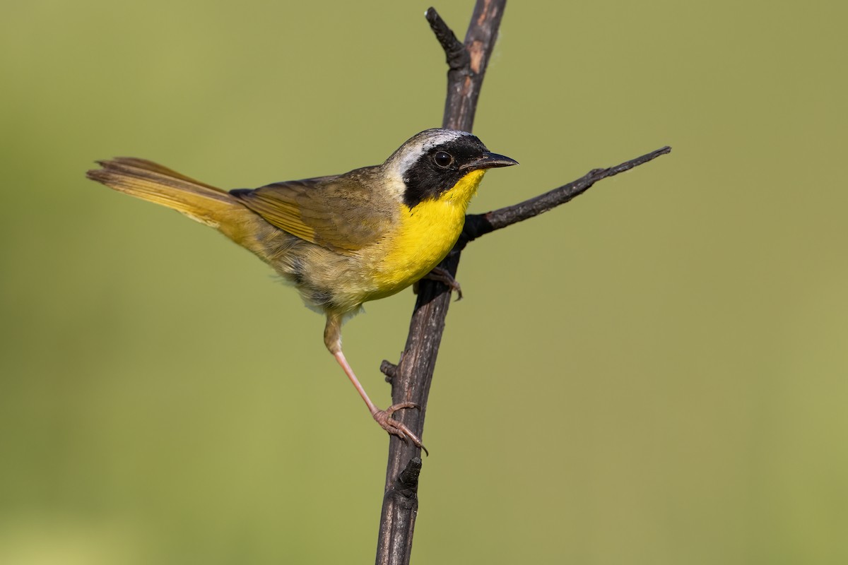 Common Yellowthroat - ML249203731