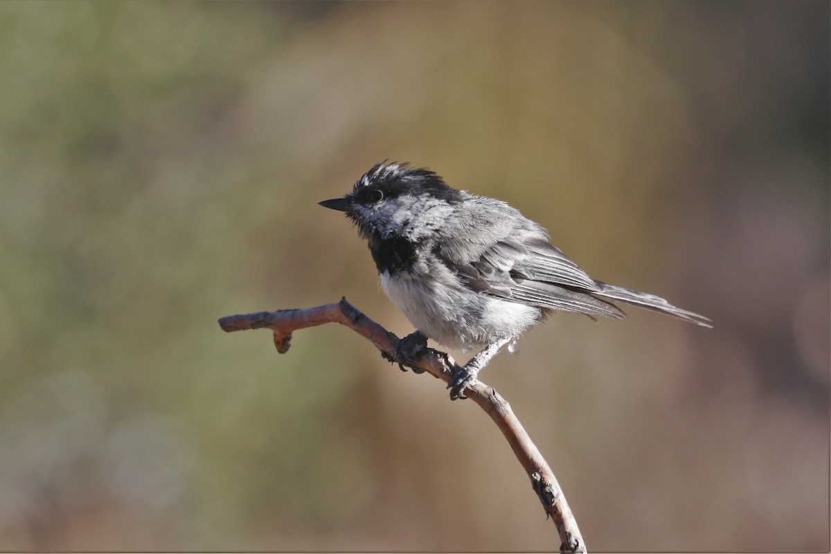 Mountain Chickadee - Chuck Gates