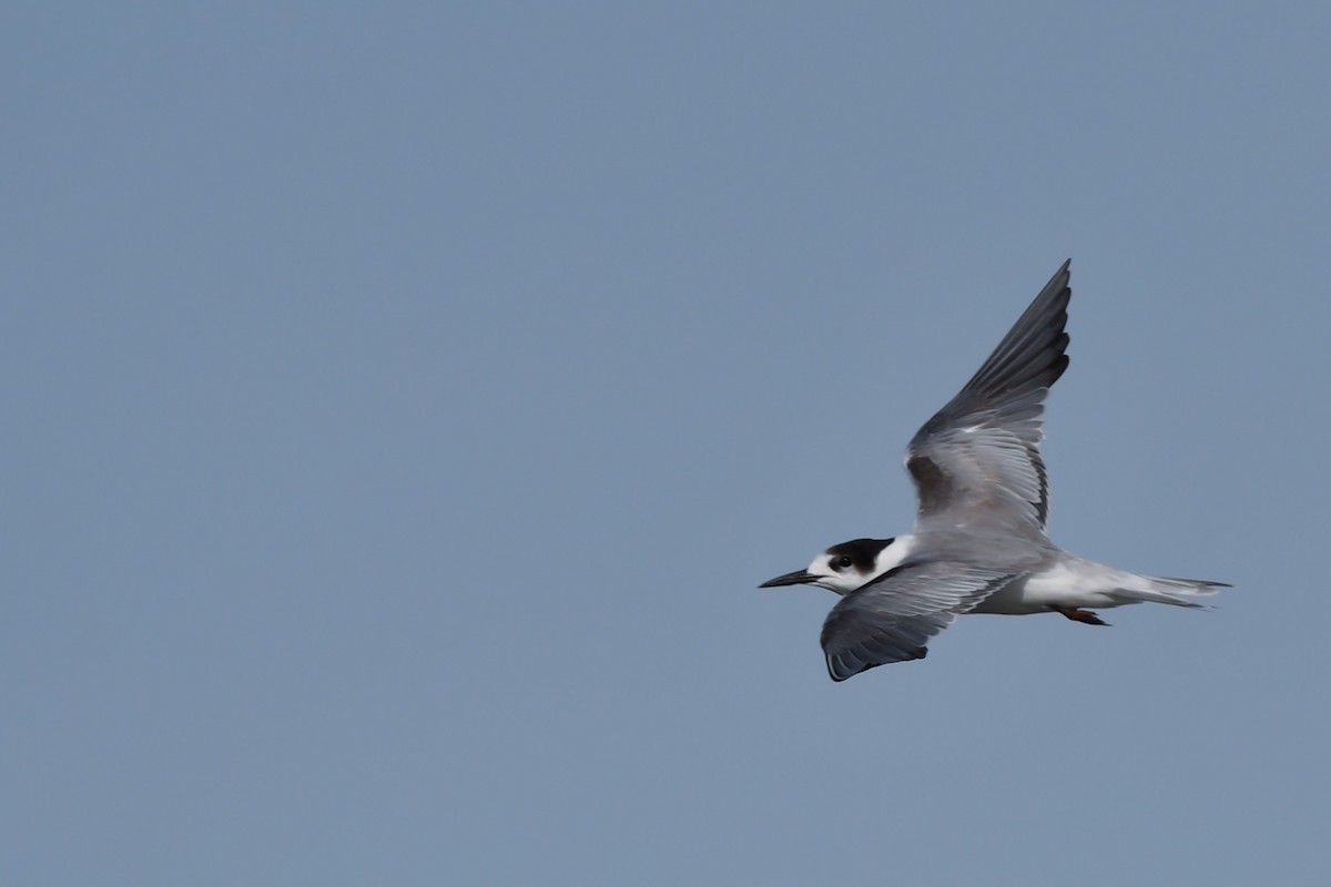 Common Tern - ML249204861