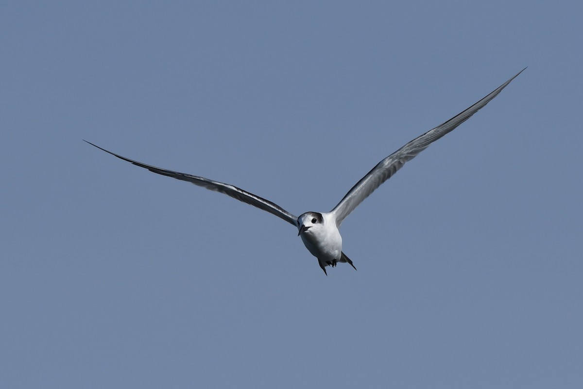 Common Tern - ML249204871