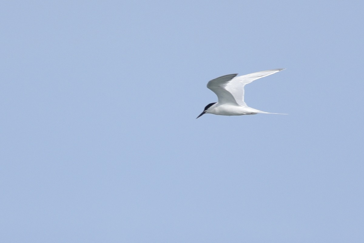 Roseate Tern - ML249206031