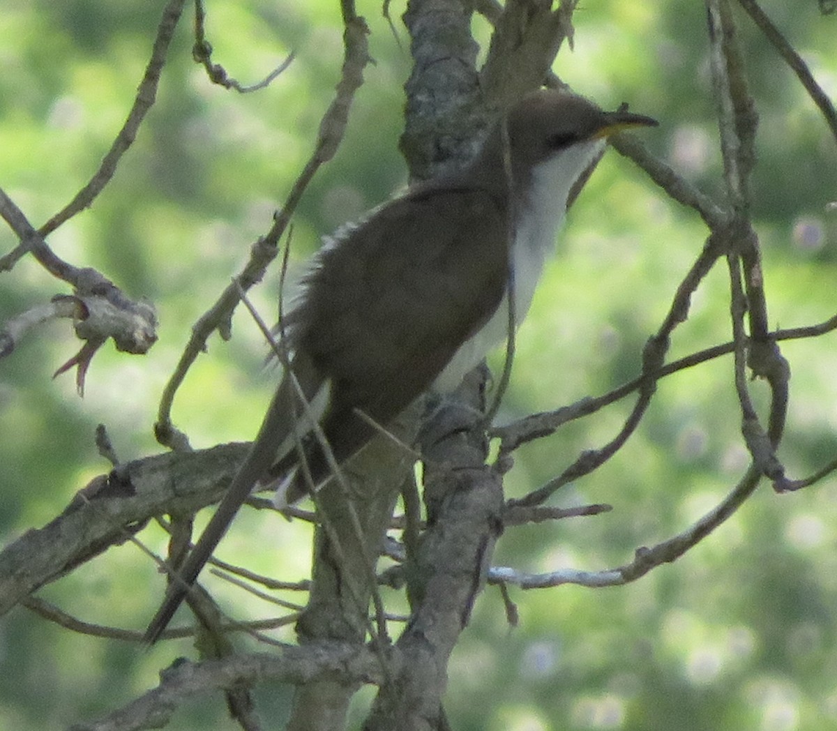 Yellow-billed Cuckoo - ML249206281