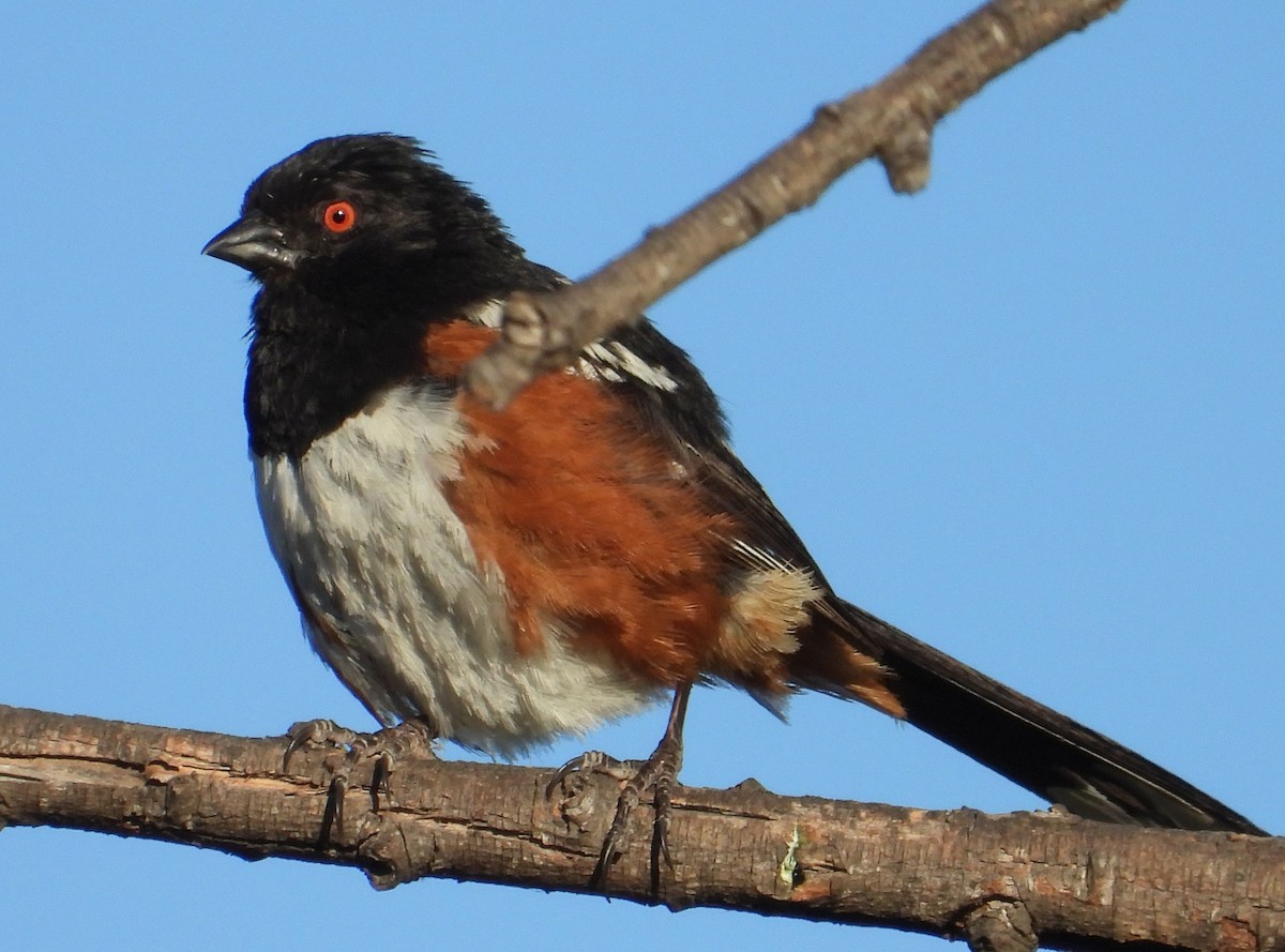Spotted Towhee - Greg Cross