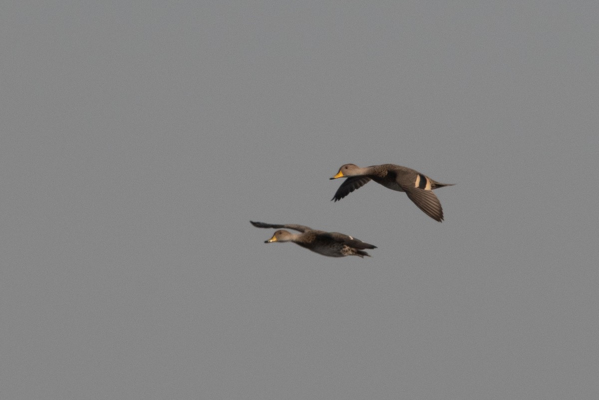 Yellow-billed Pintail - Pablo Re