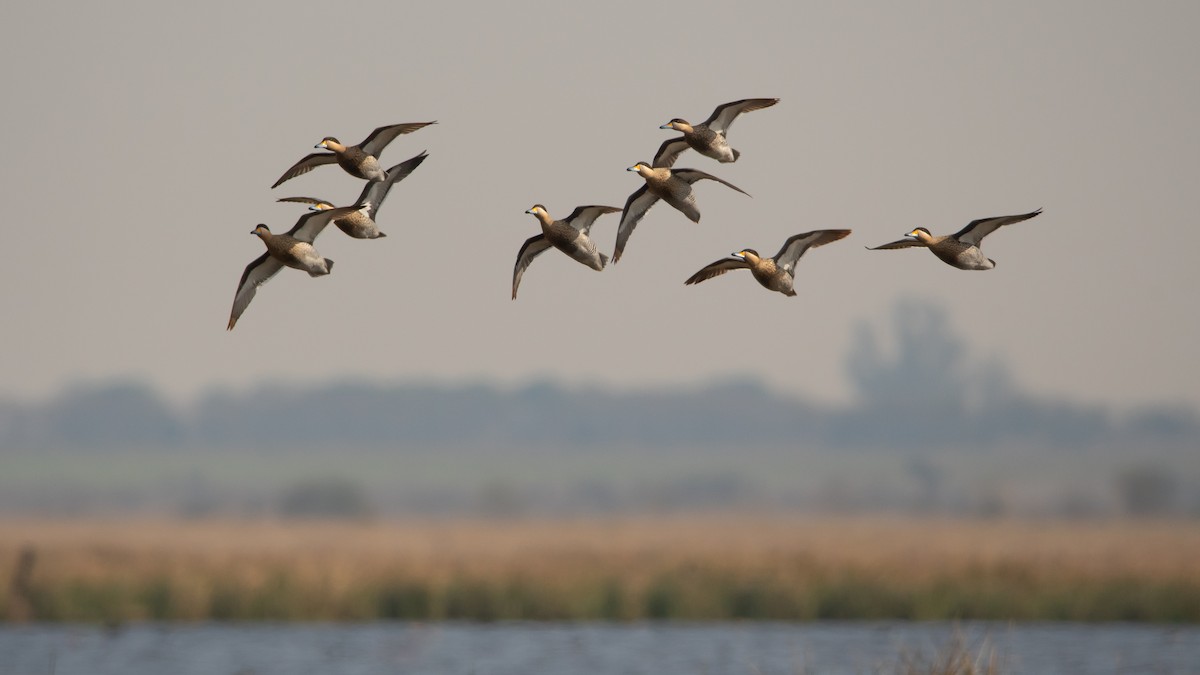 Silver Teal - Pablo Re