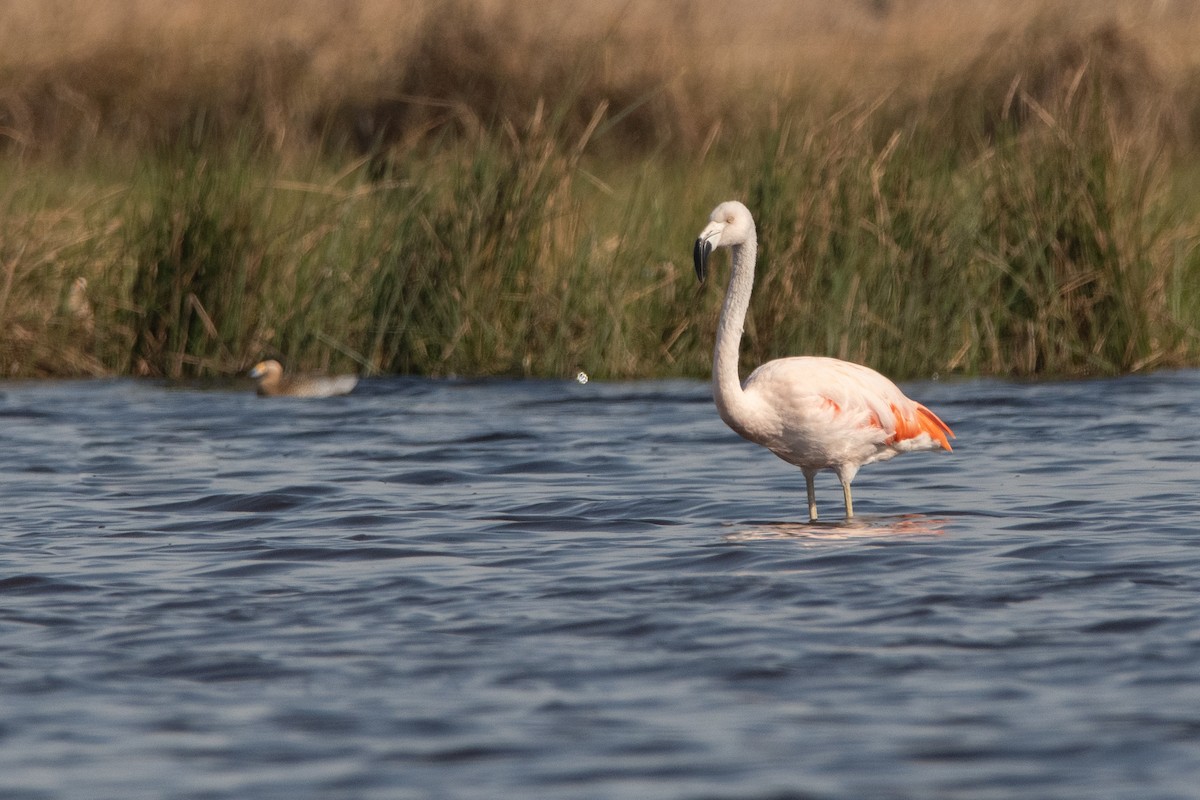 Şili Flamingosu - ML249209681