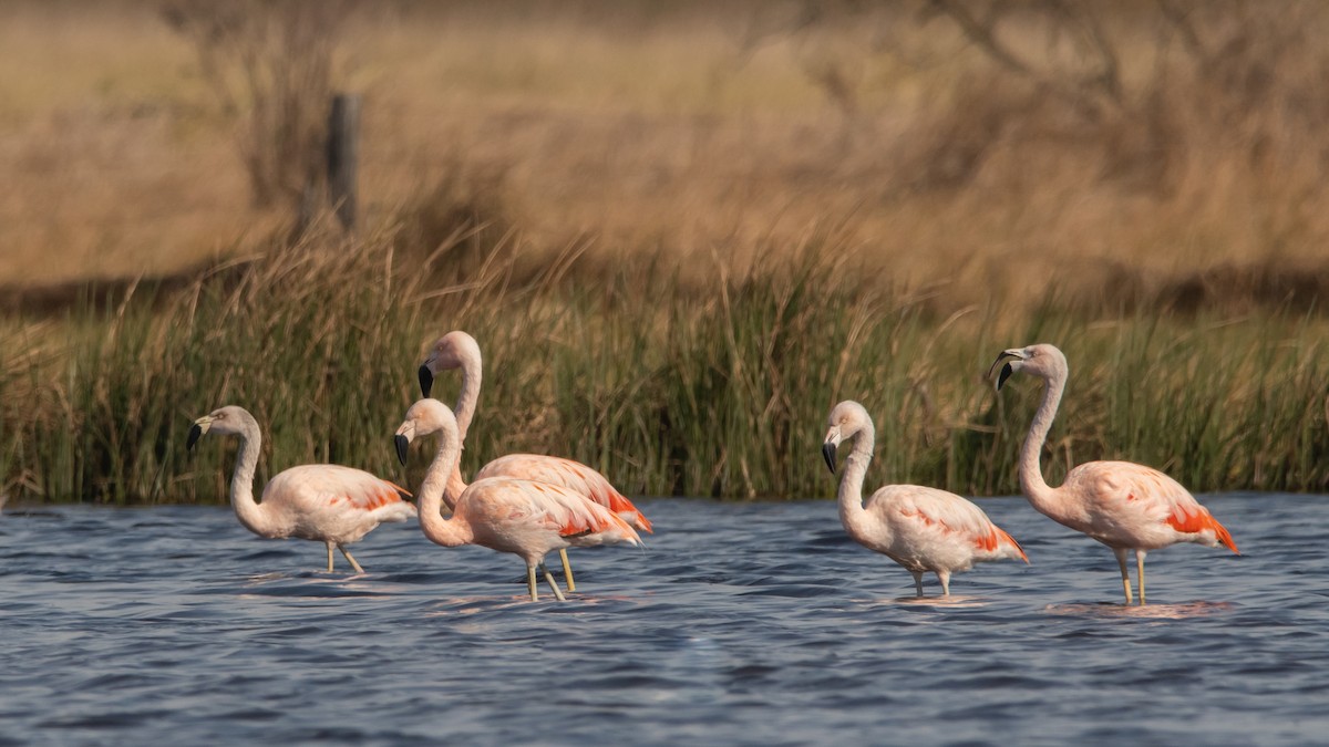Chilean Flamingo - ML249209711