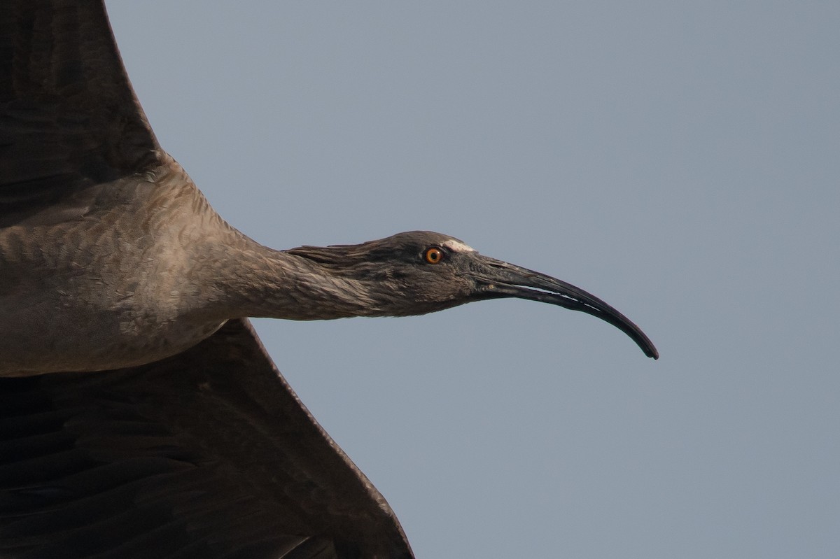 ibis běločelý - ML249209811