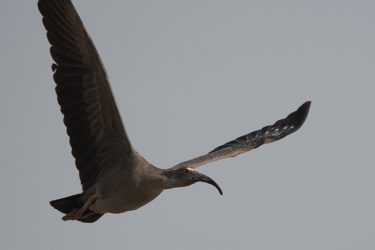 ibis běločelý - ML249209871