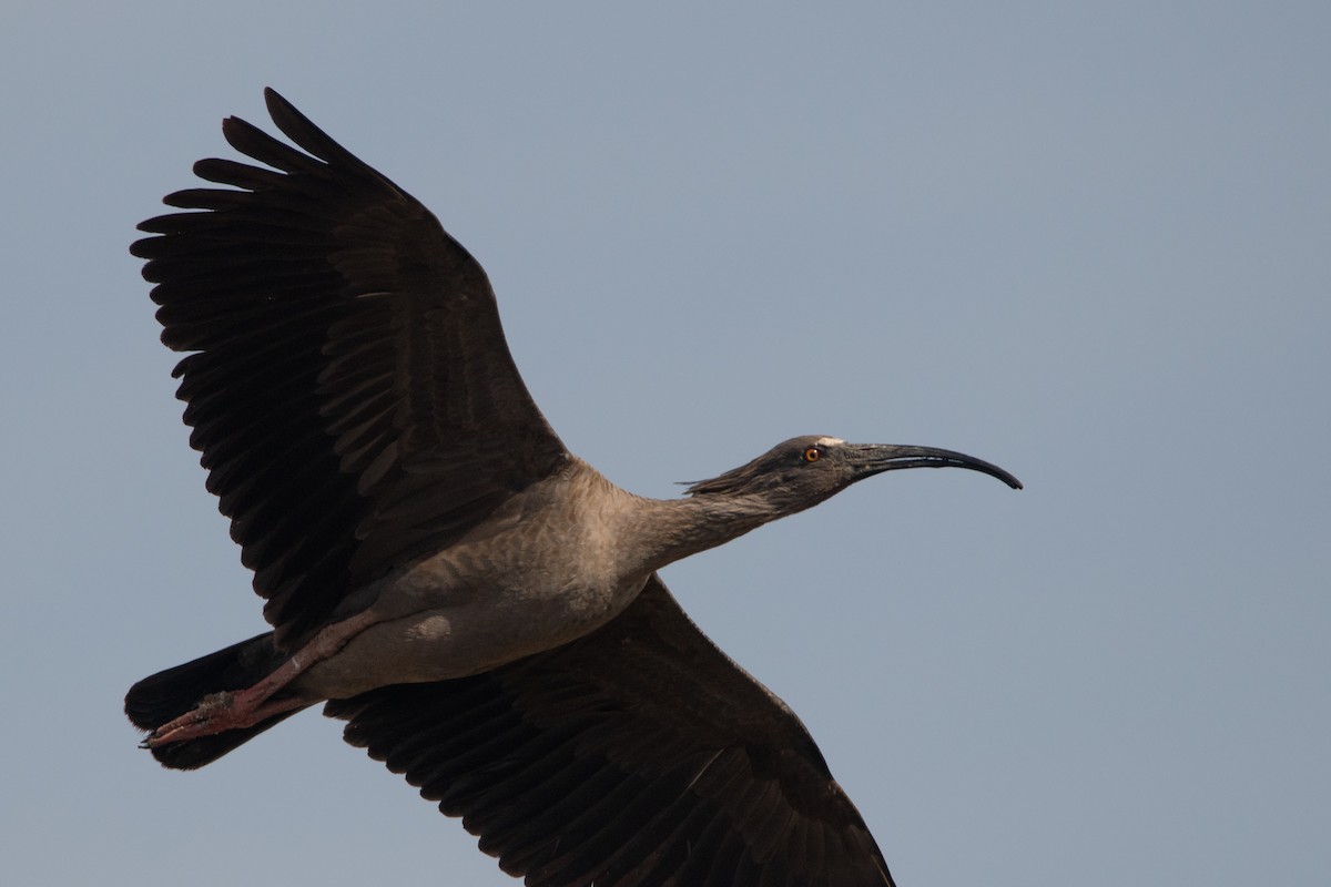 ibis běločelý - ML249209881