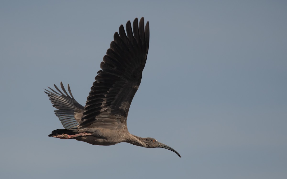 ibis běločelý - ML249209901