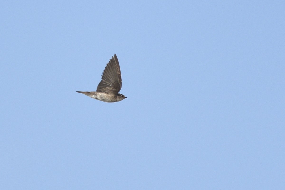 Northern Rough-winged Swallow - Daniel Irons