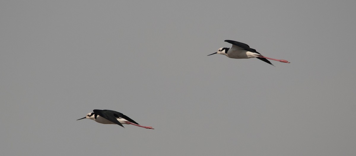 Black-necked Stilt - ML249212021