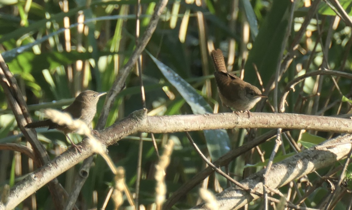 Northern House Wren - ML249213111
