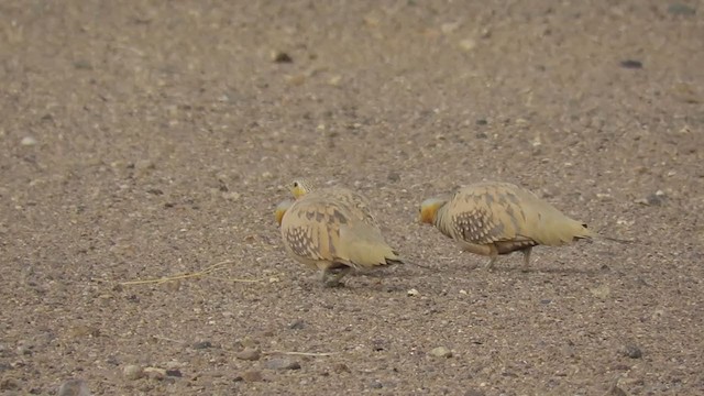 Crowned Sandgrouse - ML249213371