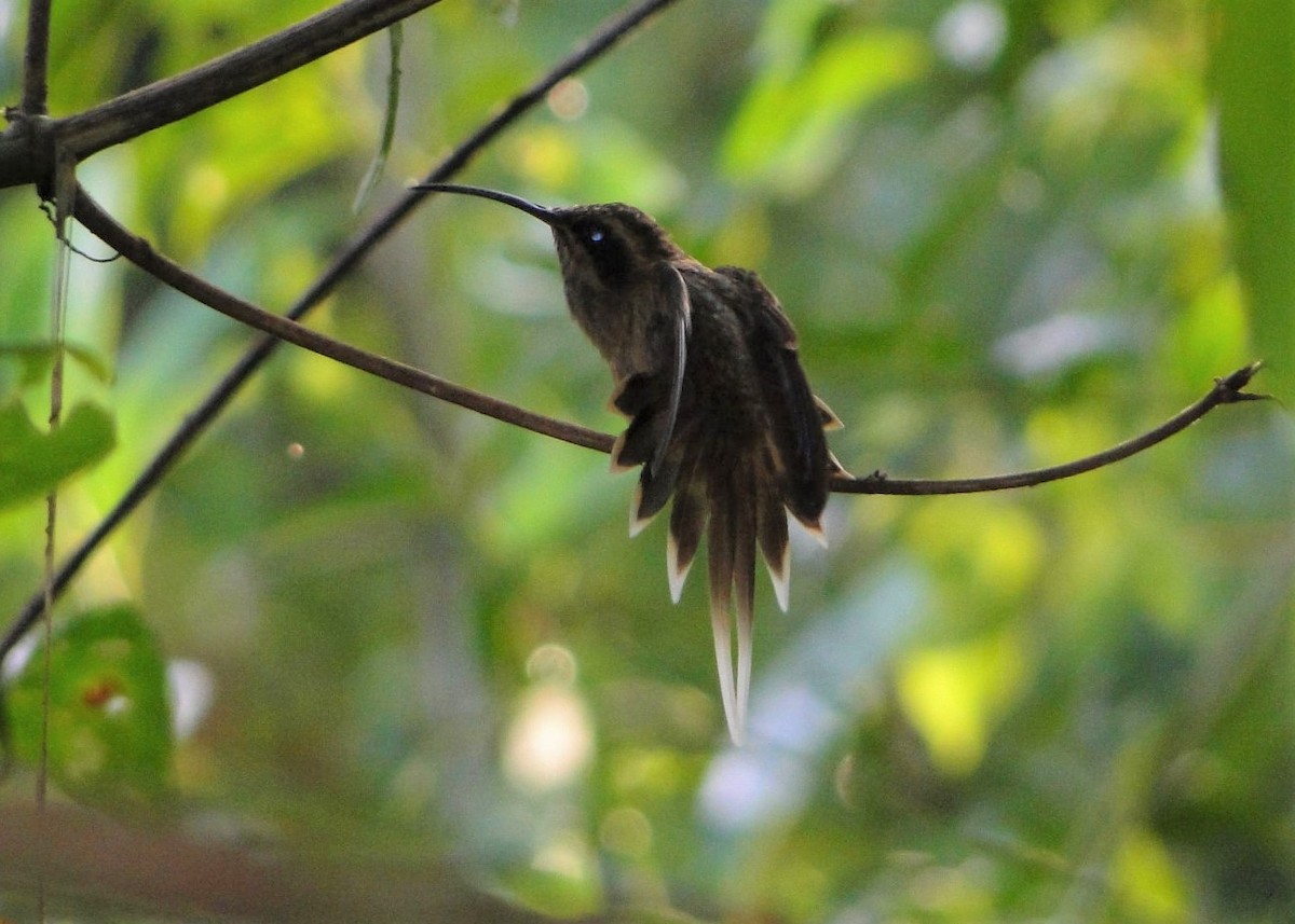 kolibřík temnohrdlý - ML249213641
