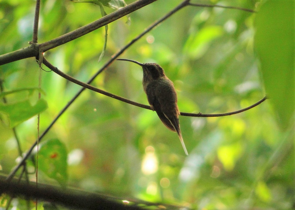 Тёмногорлый колибри-отшельник - ML249213651
