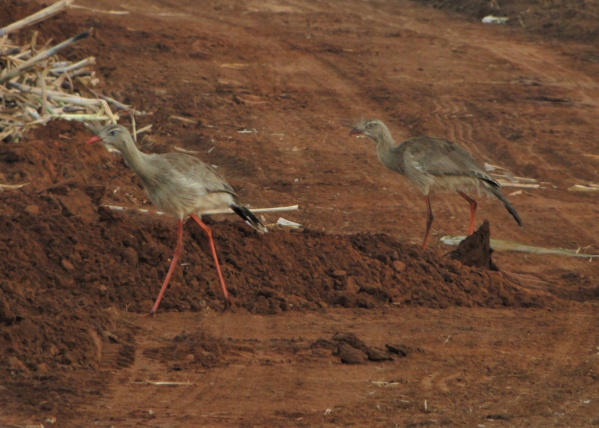 Red-legged Seriema - Carlos Otávio Gussoni