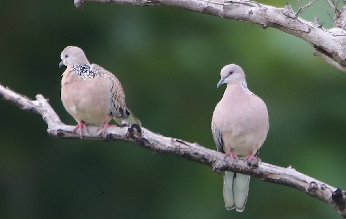 珠頸斑鳩 - ML249217001