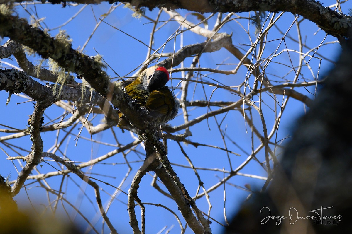 Golden-olive Woodpecker - ML249218141