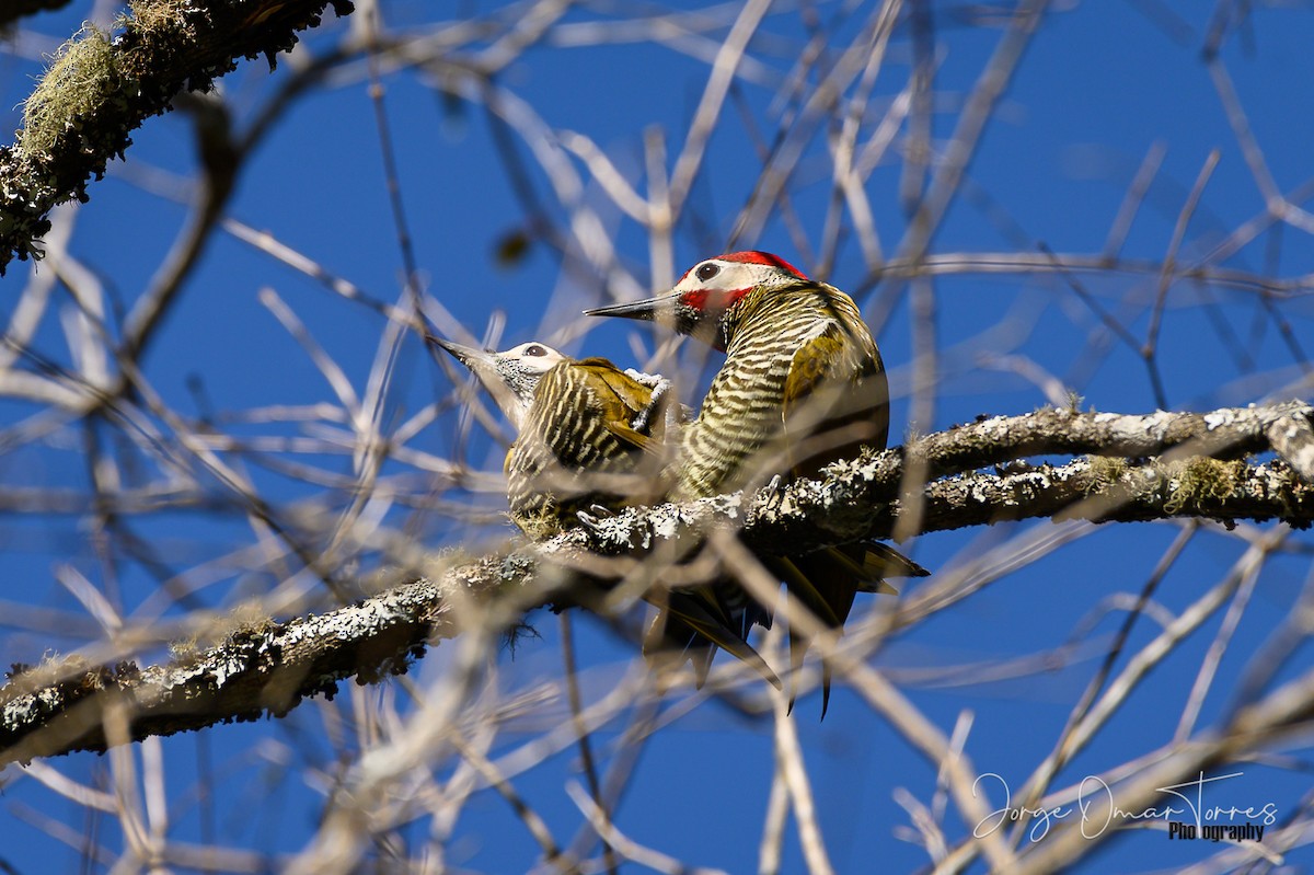 Golden-olive Woodpecker - ML249218151