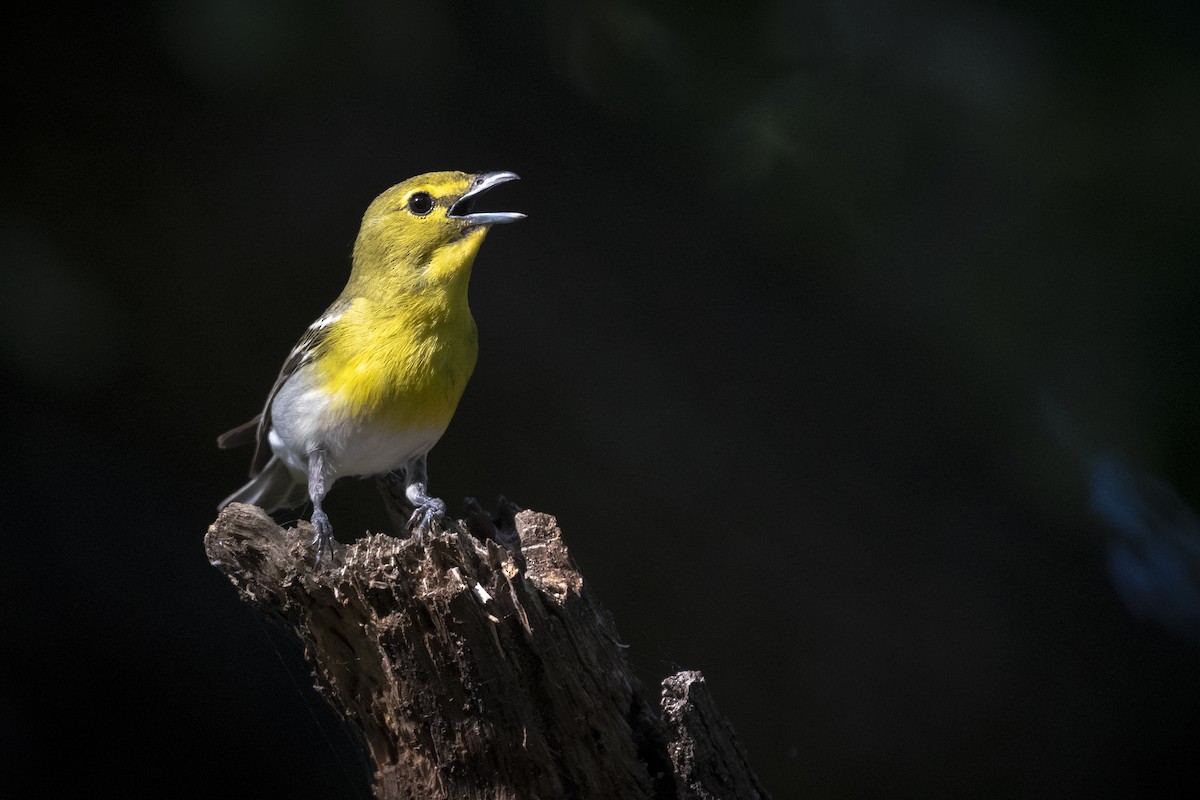 Yellow-throated Vireo - ML249222691