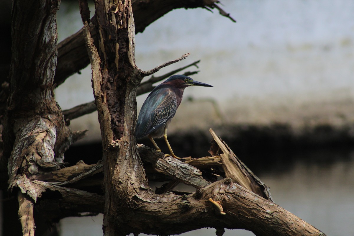 Green Heron - ML249222991