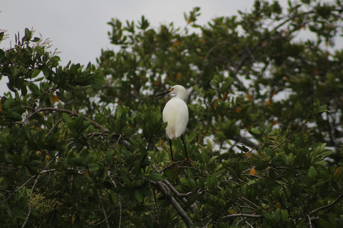 Snowy Egret - ML249223151