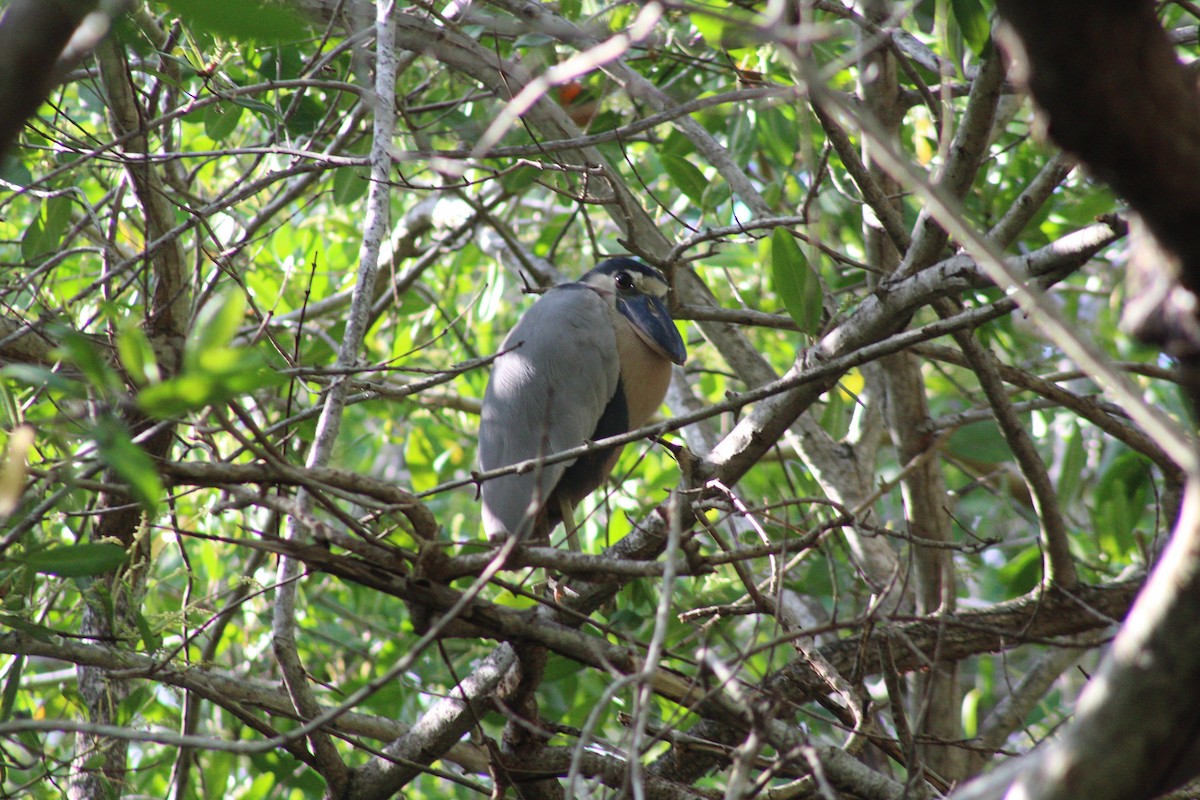 Boat-billed Heron - ML249223201