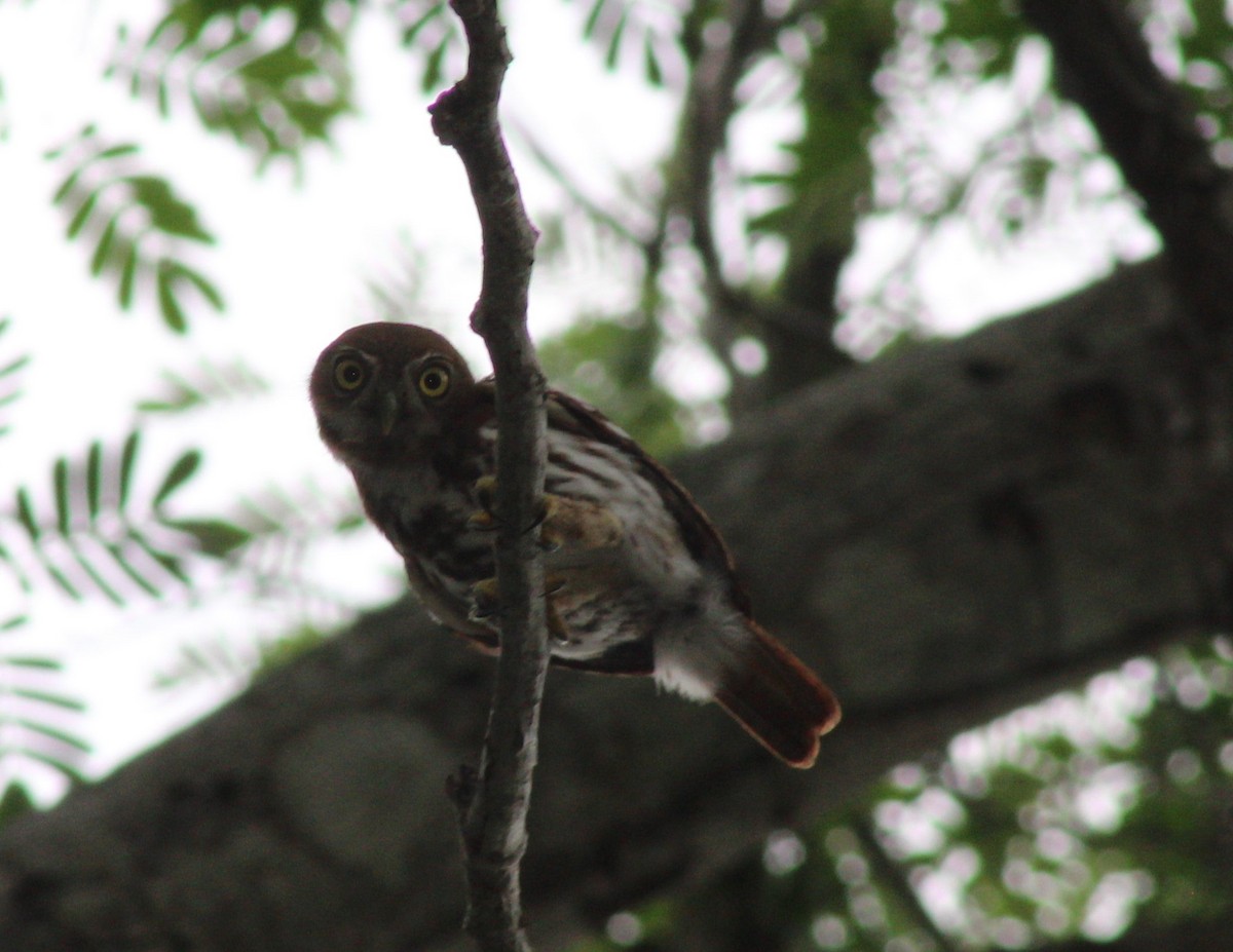 Ferruginous Pygmy-Owl - ML249223281