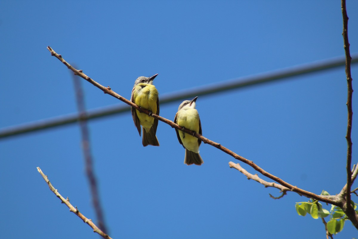 Tropical Kingbird - ML249223401