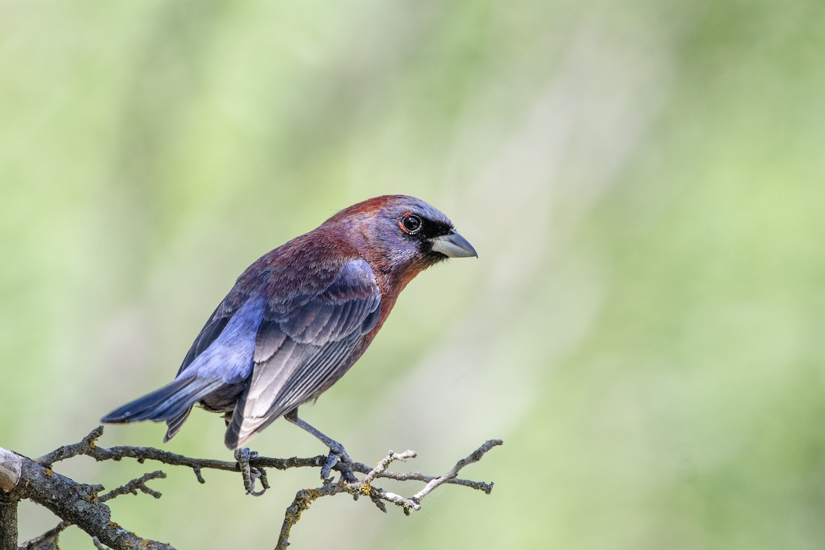 Varied Bunting - ML249223431