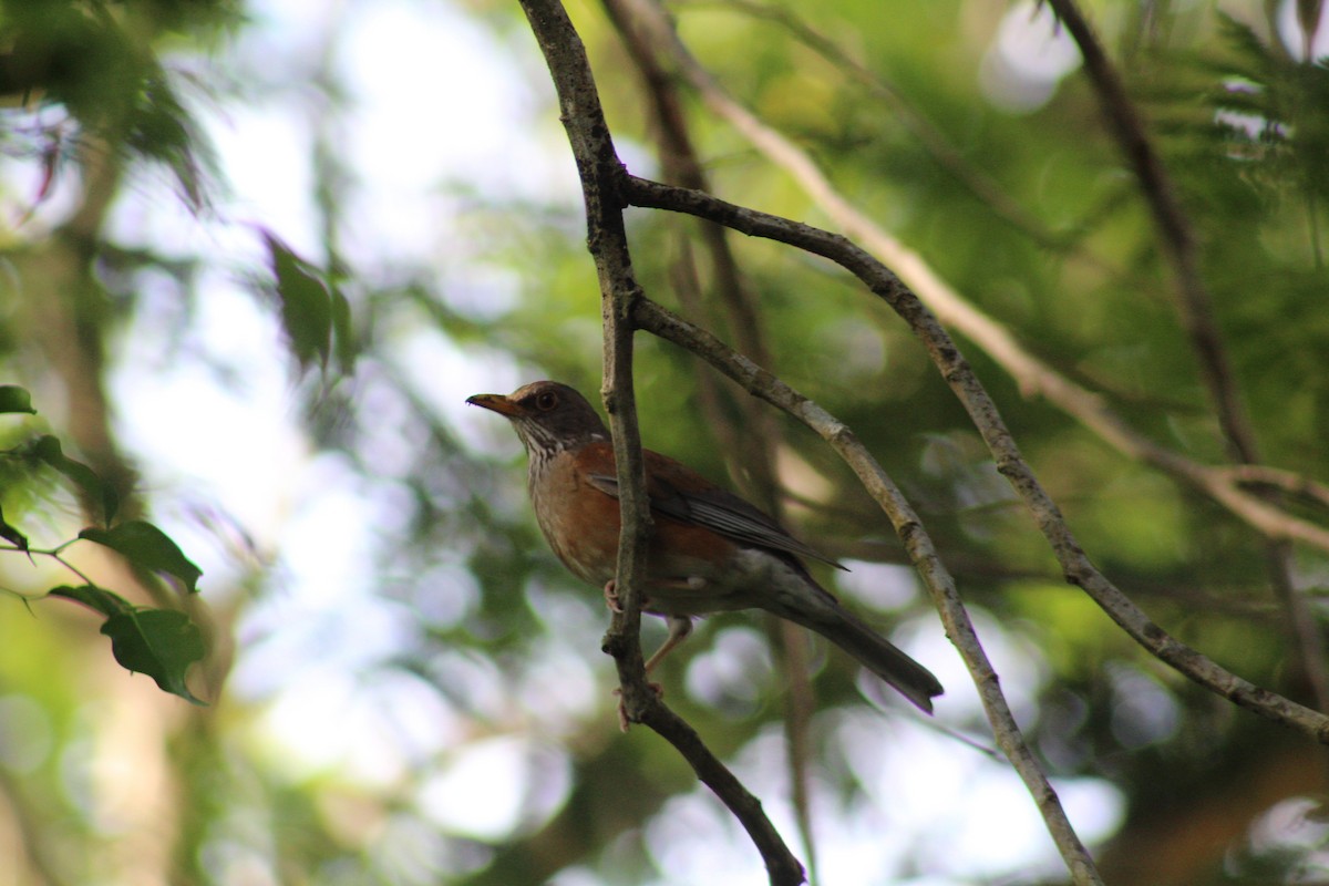 Rufous-backed Robin - ML249223491