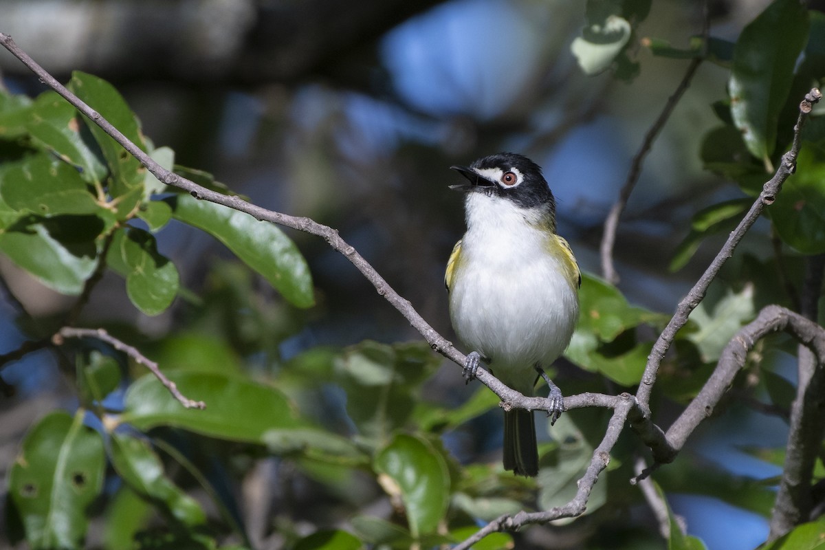 Black-capped Vireo - ML249223621