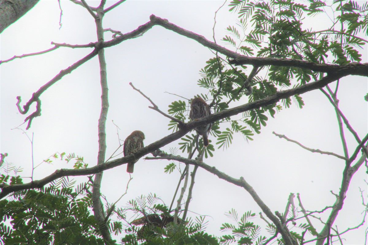 Ferruginous Pygmy-Owl - ML249223771