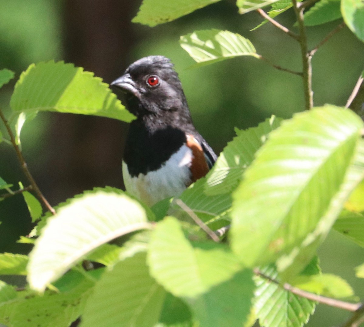 Eastern Towhee - ML249223841