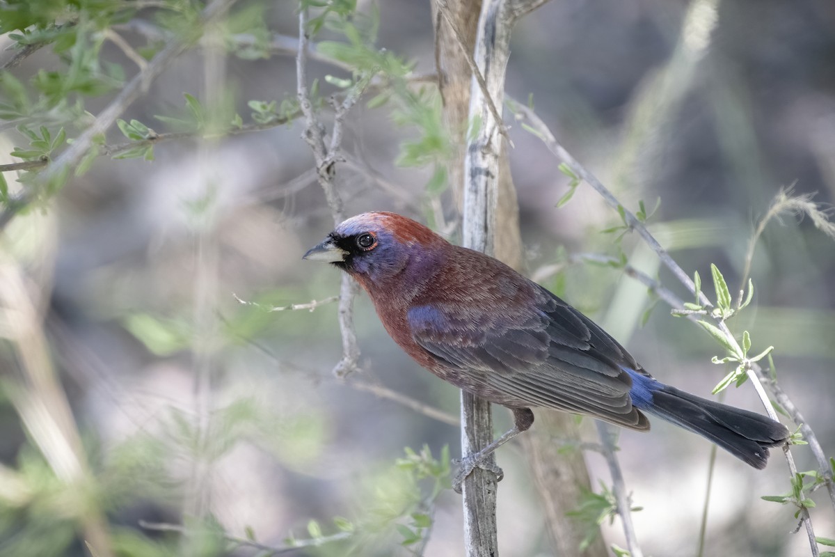 Varied Bunting - ML249223931