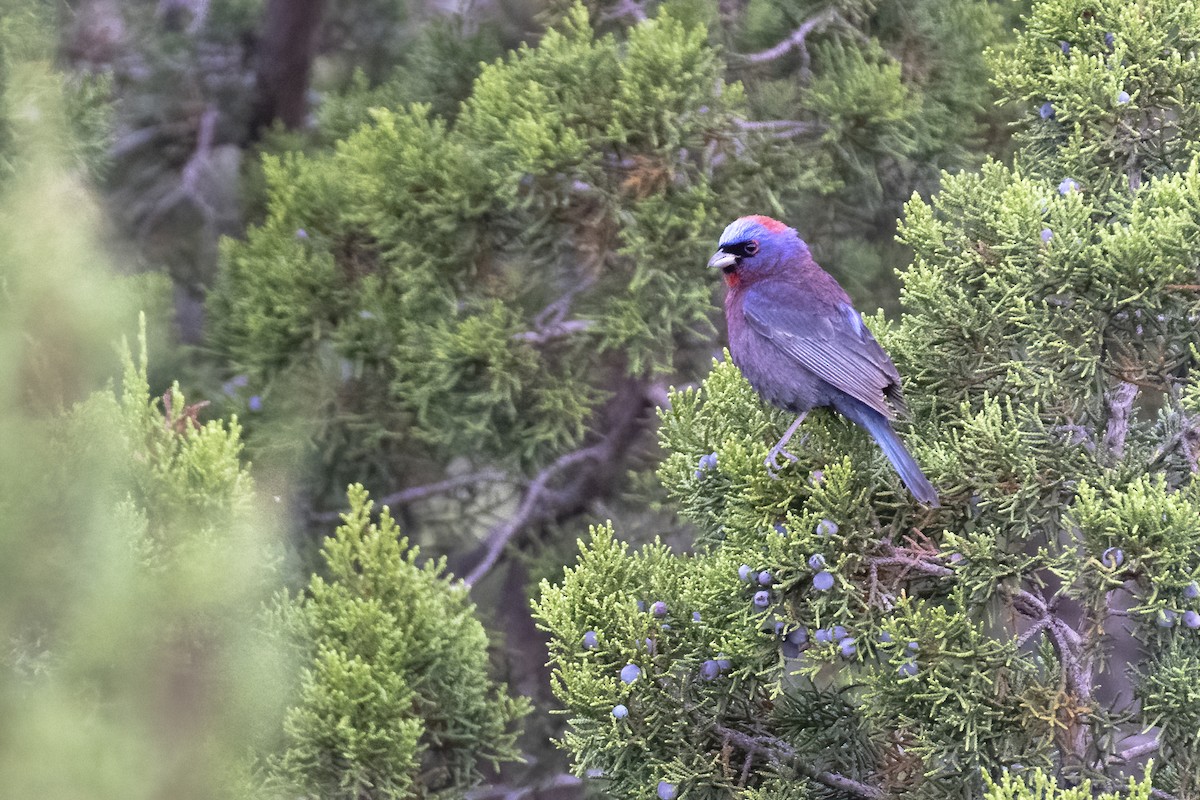 Varied Bunting - ML249224241